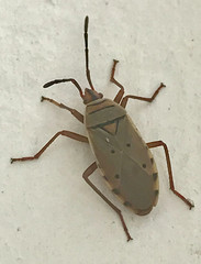 Probergrothius