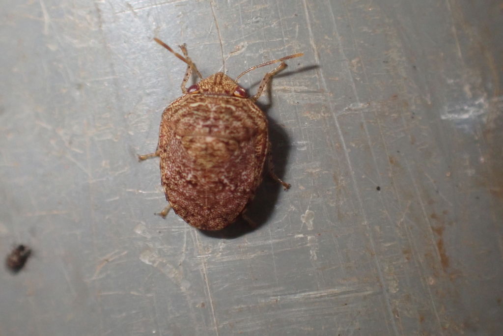 Symphylus obtusus