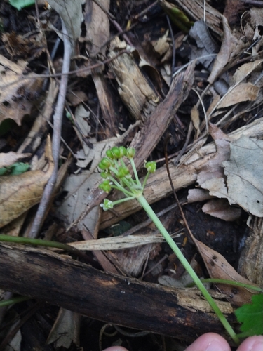 Image of Allium burdickii by no rights reserved