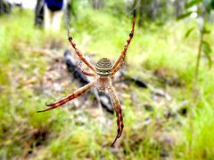 Argiope magnifica