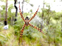 Argiope magnifica
