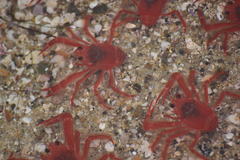 Grimothea planipes