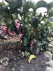 Medinilla magnifica