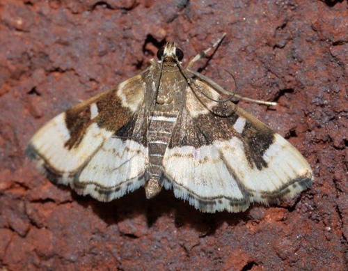 Spotted Beet Webworm Moth photo 5