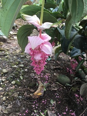 Medinilla magnifica