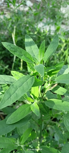 Chenopodium betaceum
