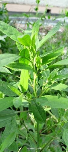 Chenopodium betaceum, photograph 1