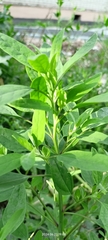 Евгения, CC0, iNaturalist via GBIF Chenopodium betaceum, photograph Евгения, CC0, iNaturalist via GBIF