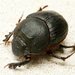 Onthophagus atrox - Photo (c) Gordon Claridge, alguns direitos reservados (CC BY-NC-SA), uploaded by Gordon Claridge
