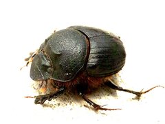 Onthophagus atrox