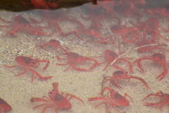 Grimothea planipes
