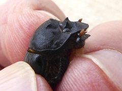 Onthophagus atrox