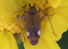 Closterotomus annulus