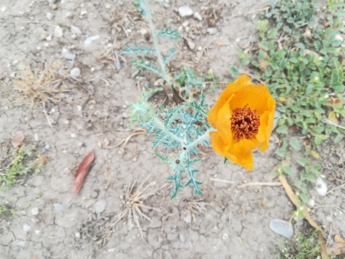 Golden pricklypoppy (Argemone aenea)