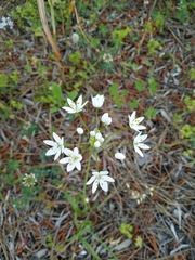 Allium subhirsutum