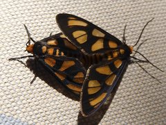 Amata annulata