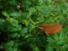 Delphinium anthriscifolium