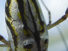 Leucauge granulata