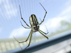 Leucauge granulata