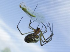 Leucauge granulata