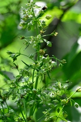 Frasera caroliniensis