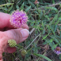 Mimosa nuttallii