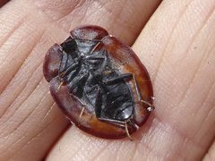 Emcephalus floccosus