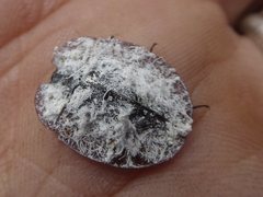 Emcephalus floccosus