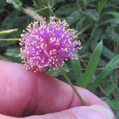 Mimosa nuttallii