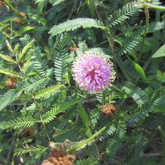 Mimosa nuttallii