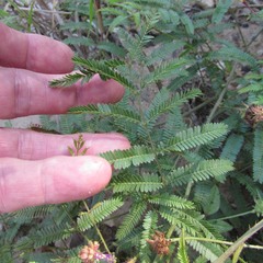 Mimosa nuttallii