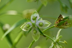 Frasera caroliniensis