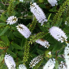 Veronica stricta