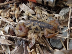 Centruroides baldazoi