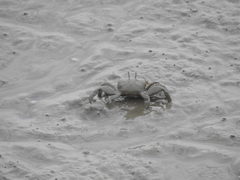 Macrophthalmus