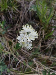 Thalictrum petaloideum