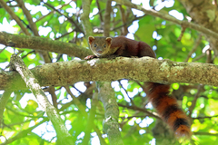 Ring-Tailed Mongoose photo 4