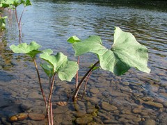 Petasites radiatus