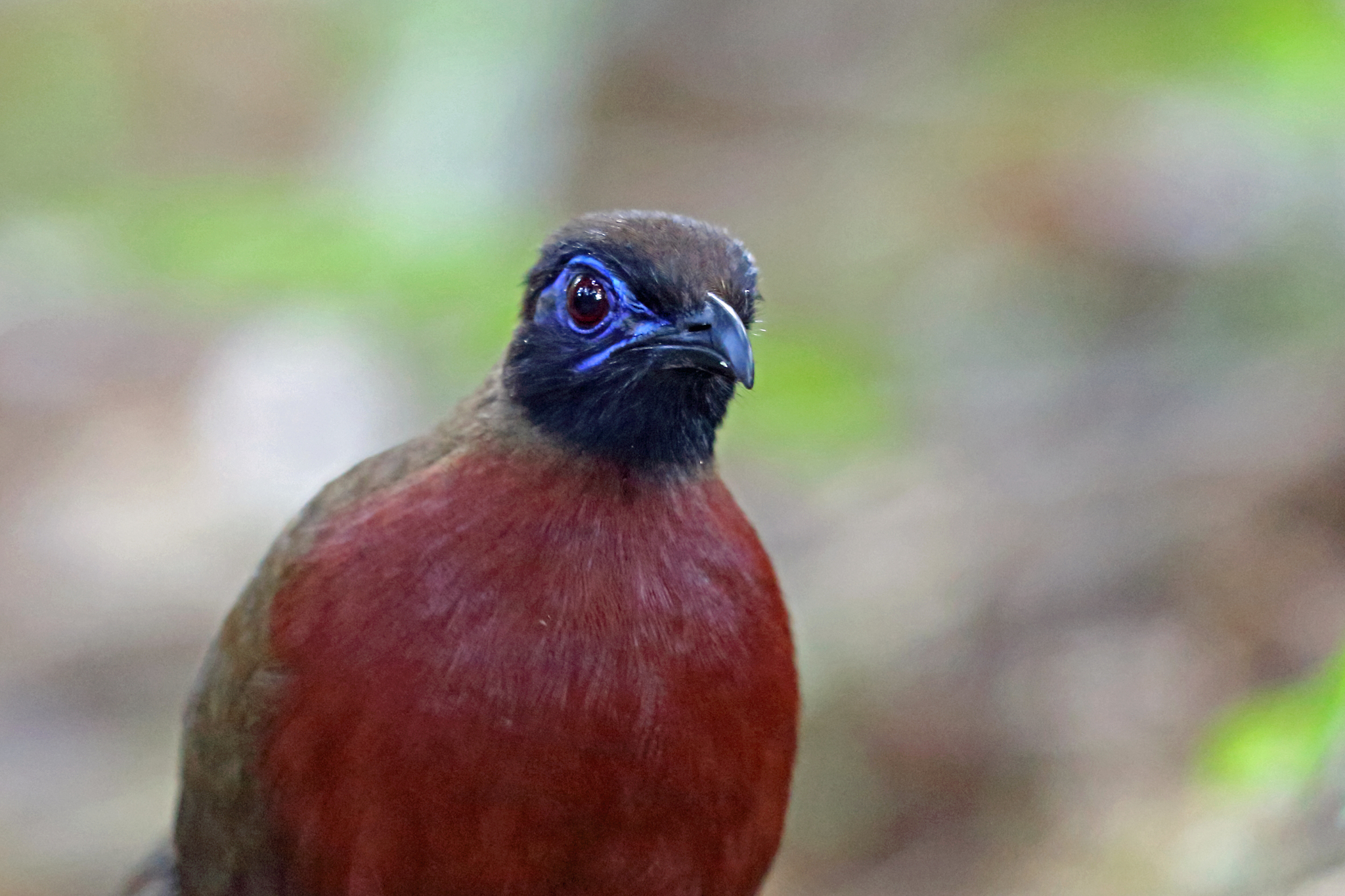 Red-breasted Coua illustration