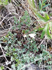 Thalictrum petaloideum