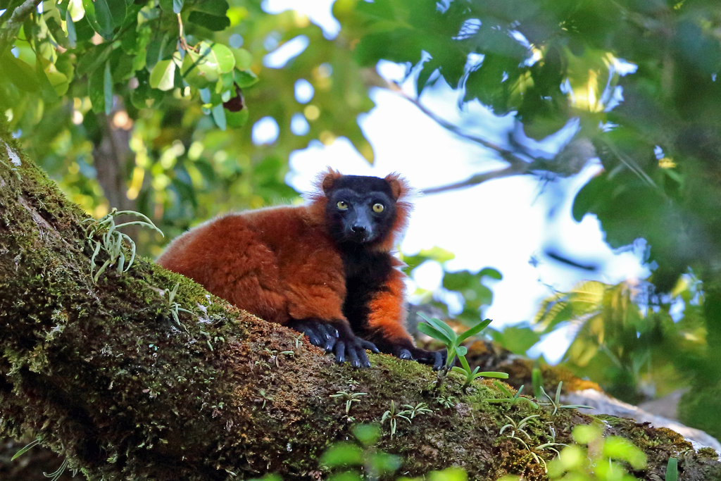 Red Ruffed Lemur