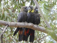 Glossy Black-Cockatoo photo 2