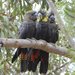 South-eastern Glossy Black-Cockatoo - Photo (c) Gordon Claridge, some rights reserved (CC BY-NC-SA), uploaded by Gordon Claridge