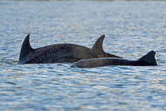 Indo-Pacific Bottlenose Dolphin photo 4