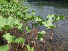 Petasites radiatus