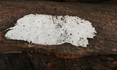 Aleurodiscus sparsus