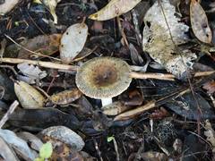 Russula acrolamellata