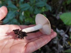 Russula acrolamellata