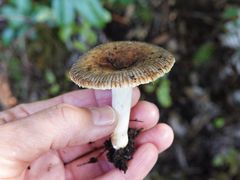 Russula acrolamellata