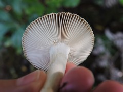 Russula acrolamellata